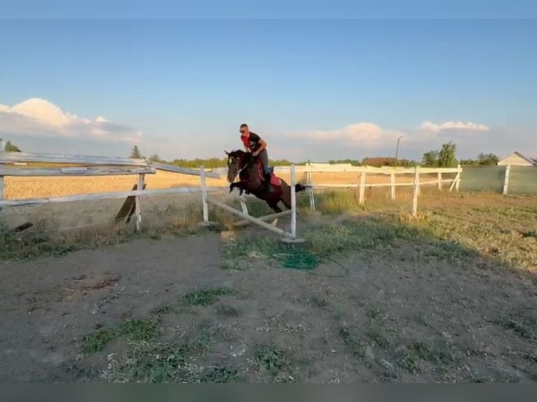 More ponies/small horses Gelding 6 years 14.2 hh Brown in Neu Gaarz