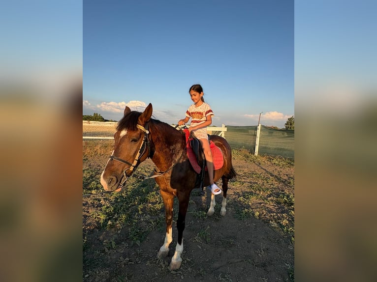 More ponies/small horses Gelding 6 years 14.2 hh Brown in Neu Gaarz