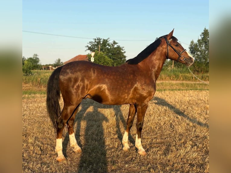 More ponies/small horses Gelding 6 years 14.2 hh Brown in Neu Gaarz
