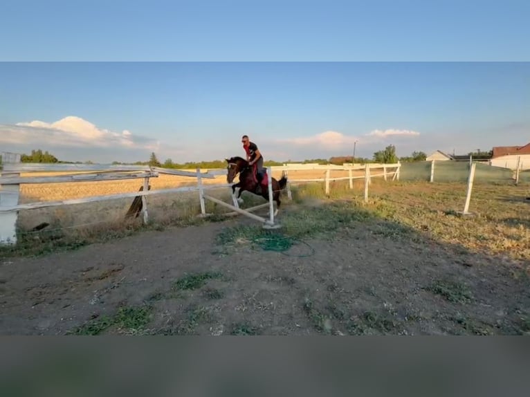 More ponies/small horses Gelding 6 years 14.2 hh Brown in Neu Gaarz