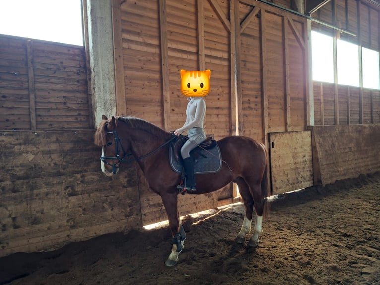 More ponies/small horses Gelding 6 years 14.2 hh Chestnut-Red in Gschwandt