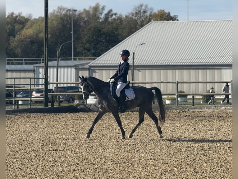 More ponies/small horses Gelding 6 years 14 hh Grey in Hartberg