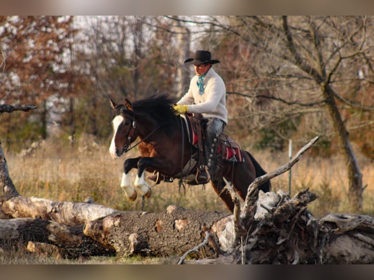 More ponies/small horses Gelding 6 years 14 hh Pinto in Baxter Springs