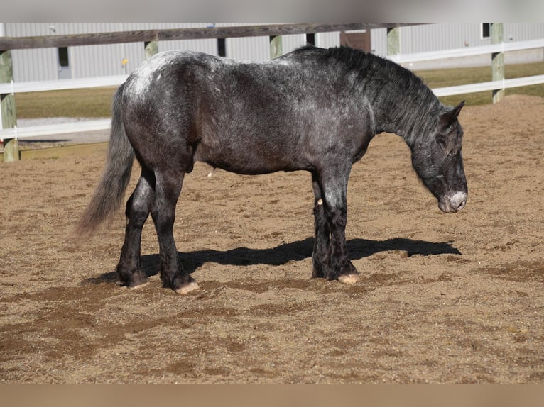 More ponies/small horses Mix Gelding 6 years 14 hh Roan-Blue in Fresno