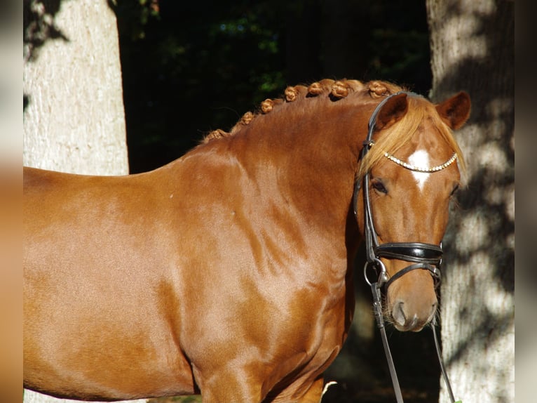 More ponies/small horses Gelding 6 years 14,1 hh Chestnut-Red in Burgwedel