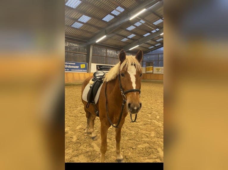 More ponies/small horses Gelding 6 years 14,1 hh Chestnut-Red in Schloß Holte-Stukenbrock