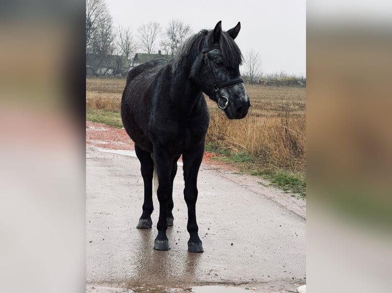 More ponies/small horses Gelding 6 years 14,1 hh Grey-Dark-Tan in Debrecen