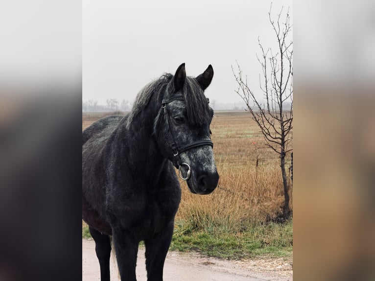 More ponies/small horses Gelding 6 years 14,1 hh Grey-Dark-Tan in Debrecen