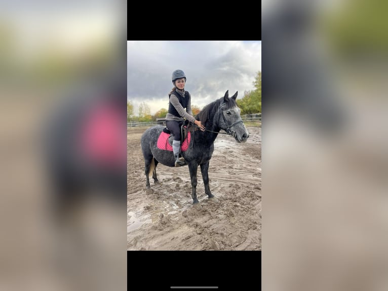 More ponies/small horses Gelding 6 years 14,1 hh Grey in Gyula