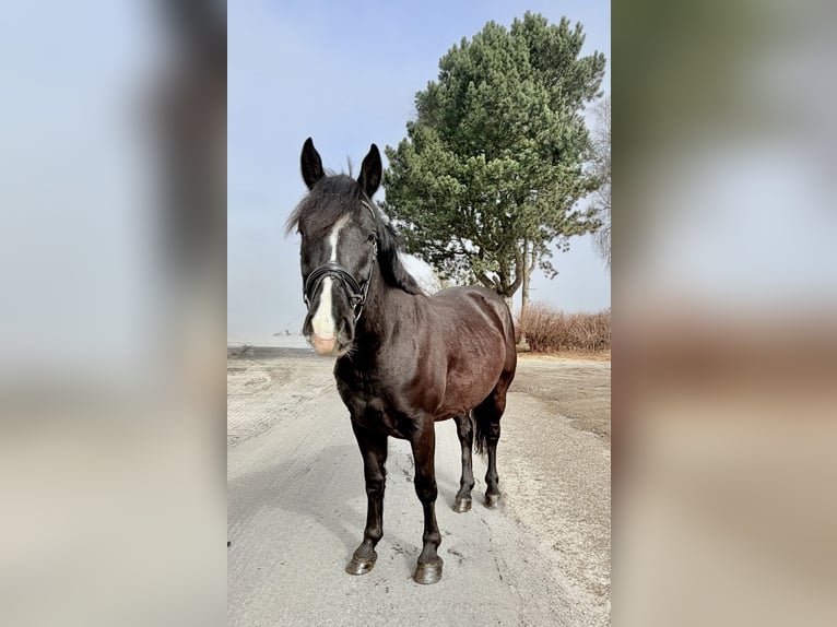 More ponies/small horses Gelding 6 years 14,2 hh Black in Pelmberg