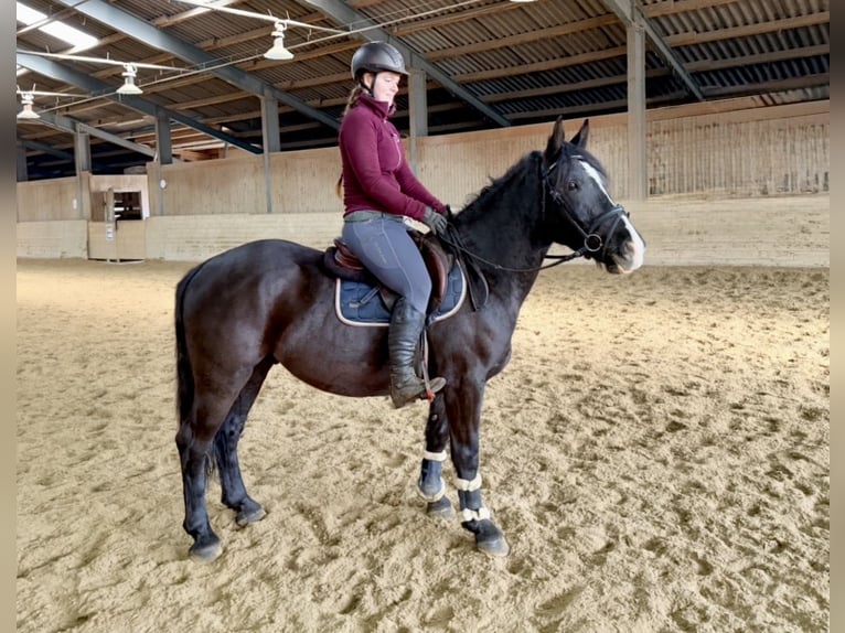More ponies/small horses Gelding 6 years 14,2 hh Black in Pelmberg