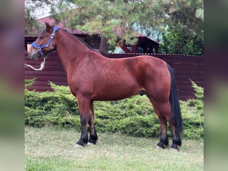 More ponies/small horses Gelding 6 years 14,2 hh Brown in B&#xE9;k&#xE9;s
