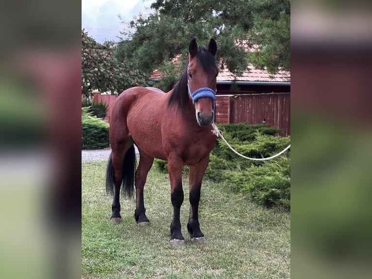 More ponies/small horses Gelding 6 years 14,2 hh Brown in B&#xE9;k&#xE9;s