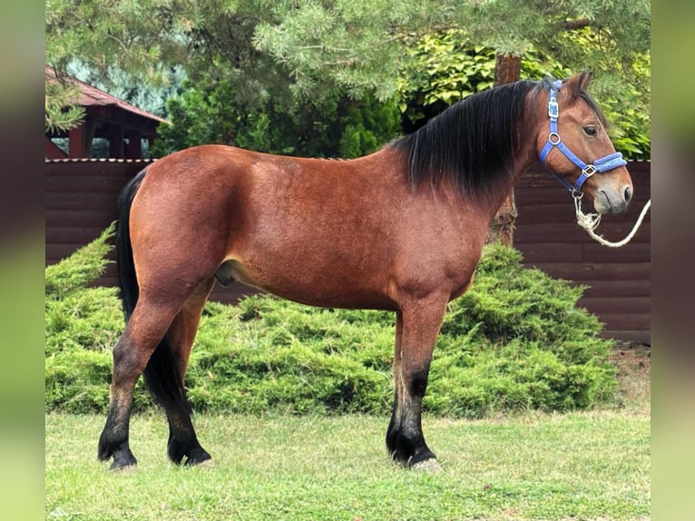 More ponies/small horses Gelding 6 years 14,2 hh Brown in B&#xE9;k&#xE9;s
