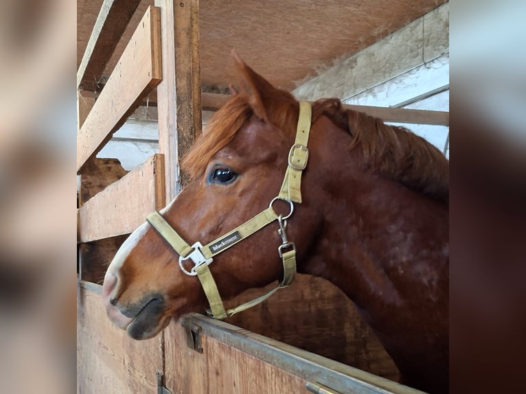 More ponies/small horses Gelding 6 years 14,2 hh Chestnut-Red in Gschwandt