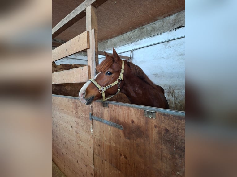 More ponies/small horses Gelding 6 years 14,2 hh Chestnut-Red in Gschwandt