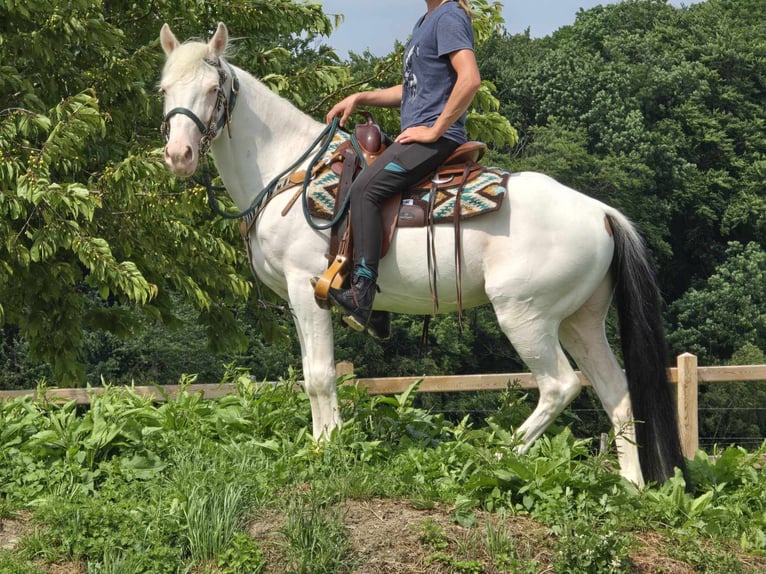 More ponies/small horses Gelding 6 years 14,2 hh Pinto in Linkenbach