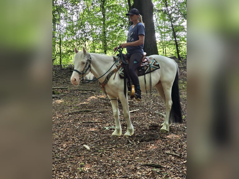 More ponies/small horses Gelding 6 years 14,2 hh Pinto in Linkenbach