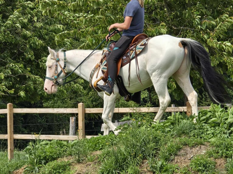 More ponies/small horses Gelding 6 years 14,2 hh Pinto in Linkenbach