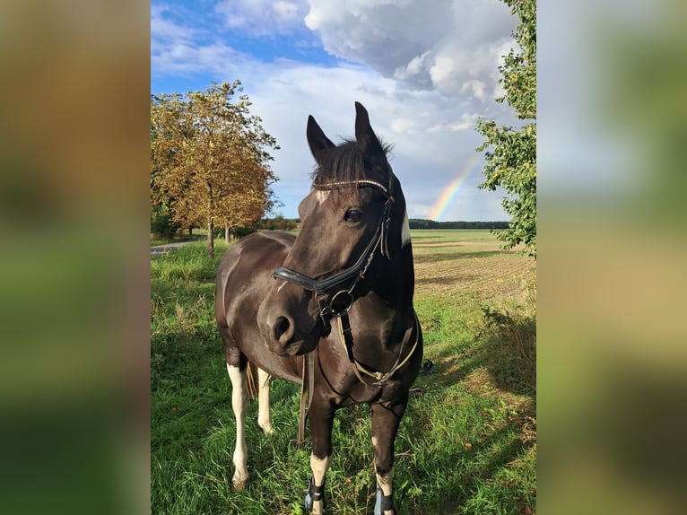 More ponies/small horses Gelding 6 years 14,2 hh Pinto in Sonnewalde More ponies/small horses Gelding 6 years 14,2 hh Pinto in Sonnewalde