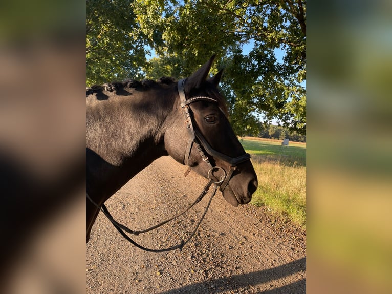 More ponies/small horses Gelding 6 years 14,2 hh Pinto in Sonnewalde More ponies/small horses Gelding 6 years 14,2 hh Pinto in Sonnewalde