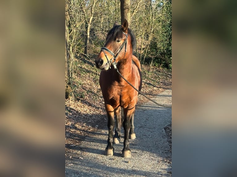 More ponies/small horses Gelding 6 years 15.1 hh Brown in Rheine