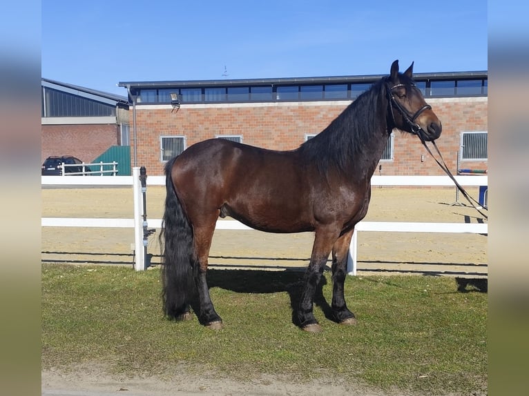 More ponies/small horses Gelding 6 years 15,2 hh Bay-Dark in Bad Laer