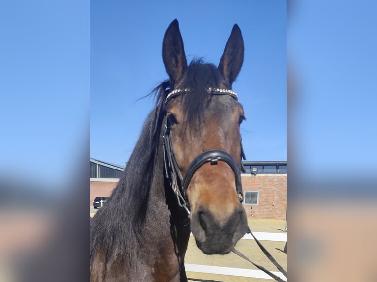 More ponies/small horses Gelding 6 years 15,2 hh Bay-Dark in Bad Laer