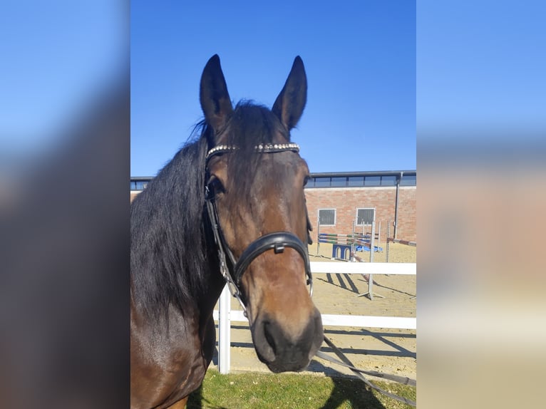 More ponies/small horses Gelding 6 years 15,2 hh Bay-Dark in Bad Laer