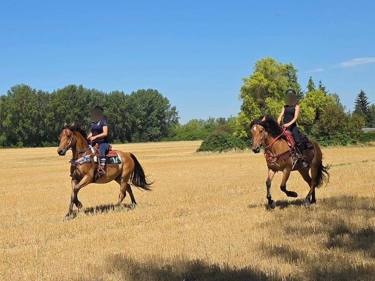More ponies/small horses Gelding 6 years 15 hh Dun in Linkenbach