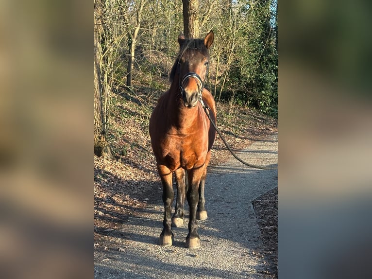 More ponies/small horses Gelding 6 years 15,1 hh Brown in Rheine
