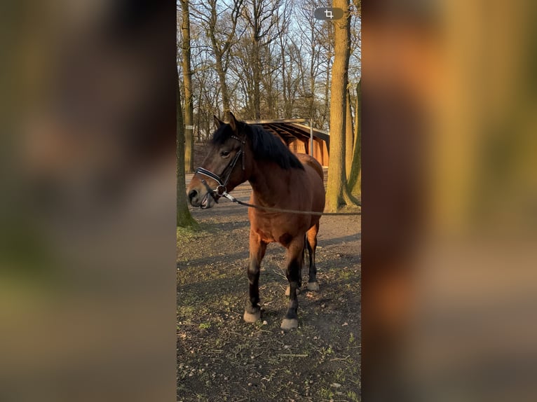 More ponies/small horses Mix Gelding 6 years 15,1 hh Brown in Rheine