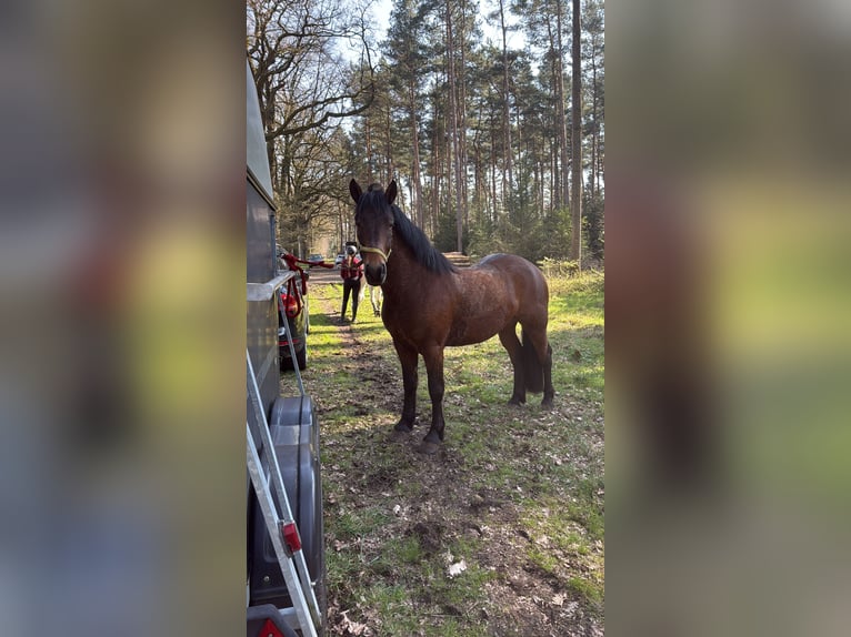 More ponies/small horses Gelding 6 years 15,1 hh Brown in Rheine