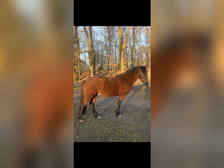 More ponies/small horses Mix Gelding 6 years 15,1 hh Brown in Rheine