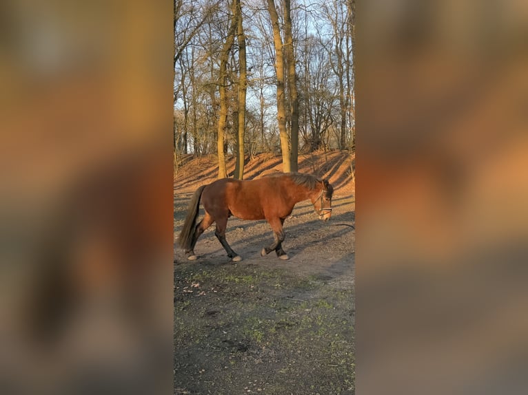 More ponies/small horses Mix Gelding 6 years 15,1 hh Brown in Rheine