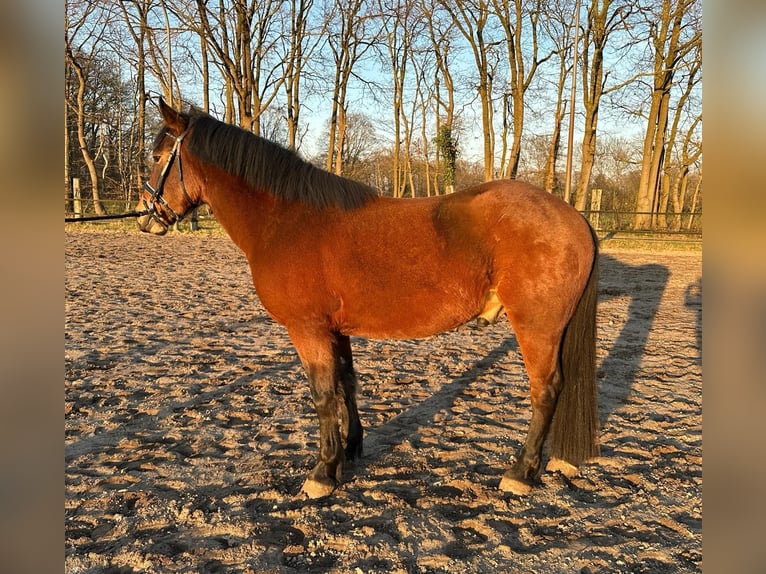 More ponies/small horses Mix Gelding 6 years 15,1 hh Brown in Rheine