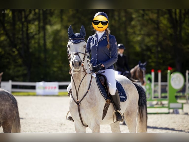 More ponies/small horses Gelding 6 years 15,2 hh Gray in Szczecin