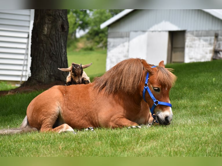 More ponies/small horses Gelding 6 years 8,1 hh in Baltic, OH