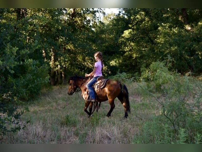 More ponies/small horses Gelding 6 years 9.1 hh Bay in Millsap
