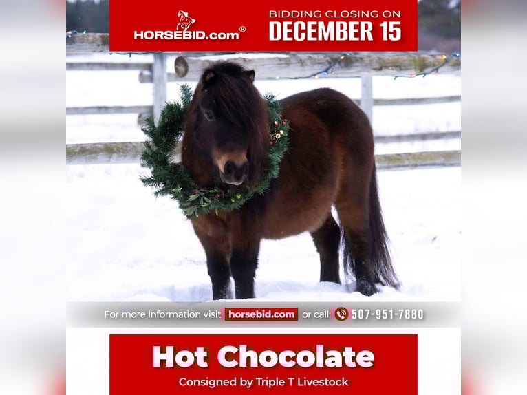 More ponies/small horses Gelding 6 years 9.1 hh Bay in Nevis