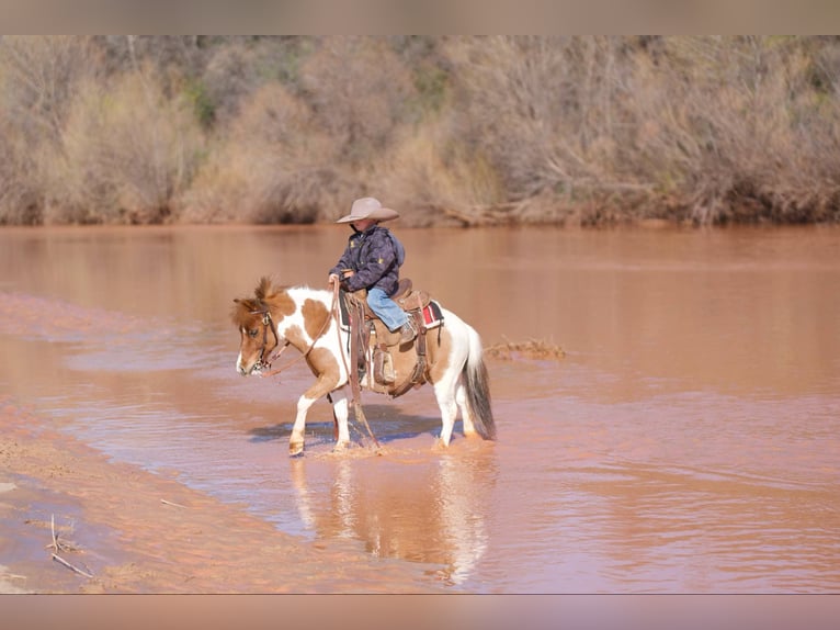 More ponies/small horses Gelding 6 years 9,1 hh in Canyon, TX