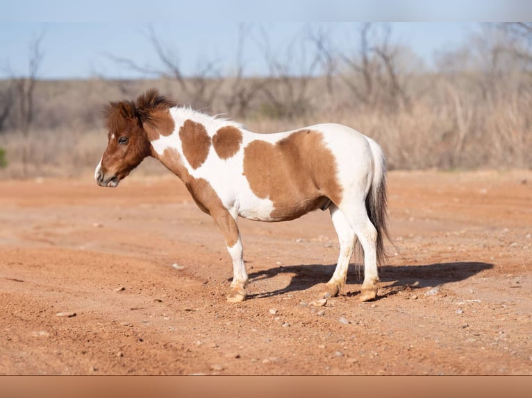 More ponies/small horses Gelding 6 years 9,1 hh in Canyon, TX
