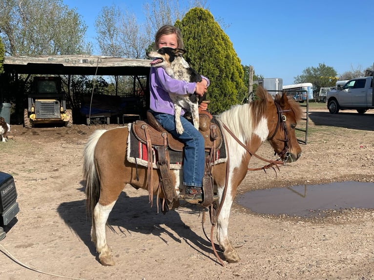 More ponies/small horses Gelding 6 years 9,1 hh in Canyon, TX