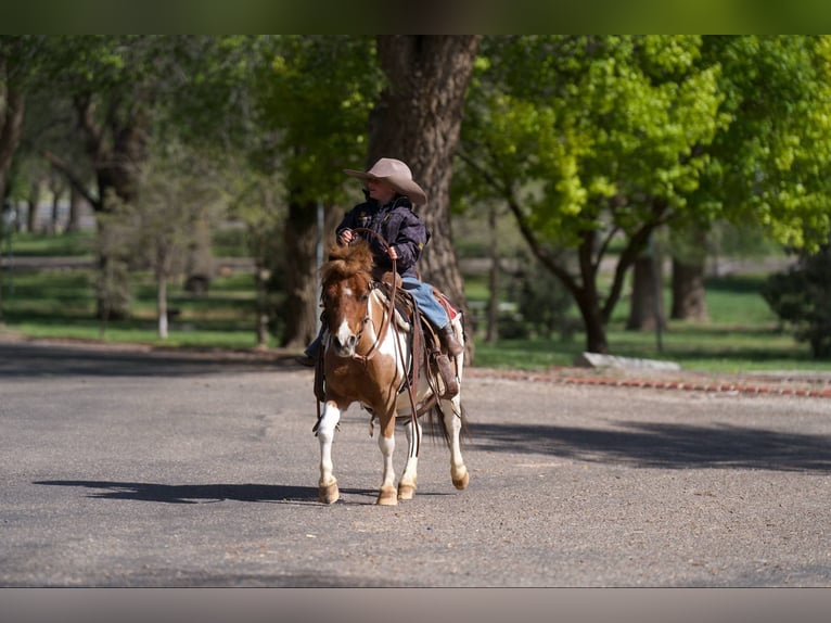 More ponies/small horses Gelding 6 years 9,1 hh in Canyon, TX