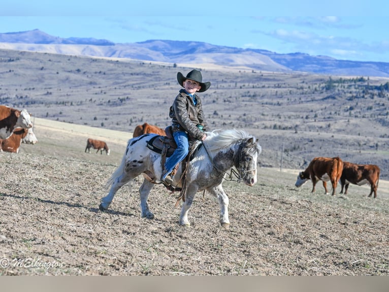 More ponies/small horses Gelding 6 years 9 hh in Rigby