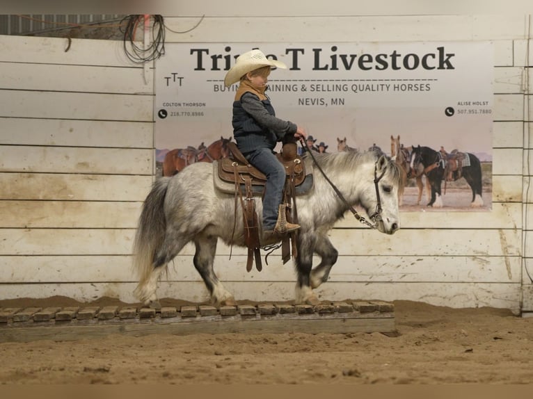 More ponies/small horses Gelding 6 years 9,1 hh Grey in Nevis