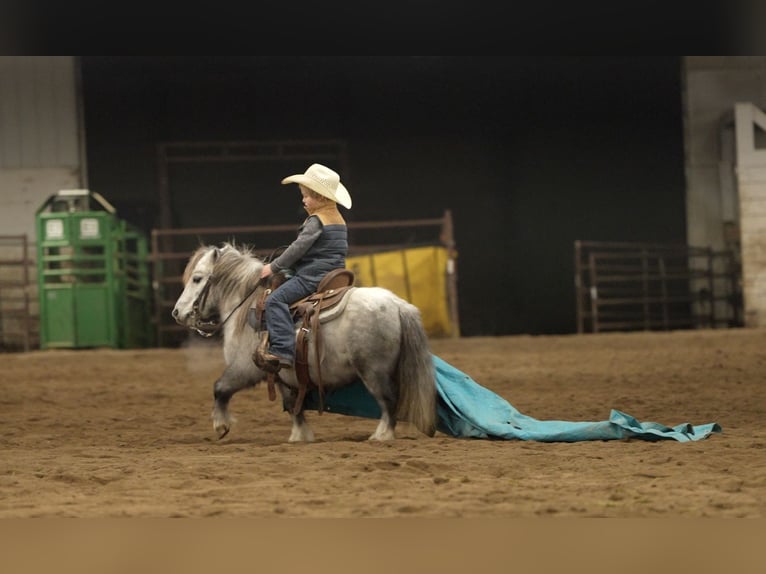 More ponies/small horses Gelding 6 years 9,1 hh Grey in Nevis