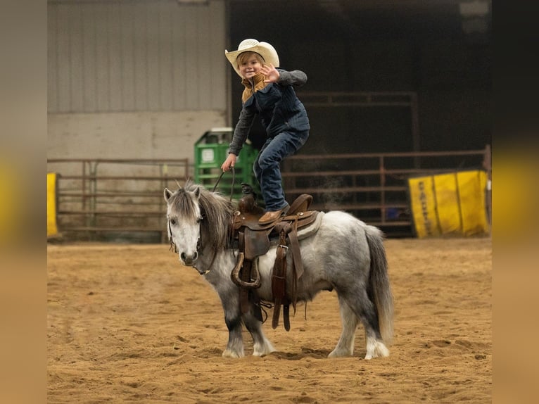 More ponies/small horses Gelding 6 years 9,1 hh Grey in Nevis