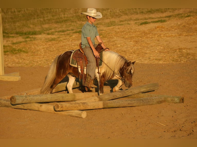 More ponies/small horses Gelding 6 years 9,2 hh Pinto in Fresno
