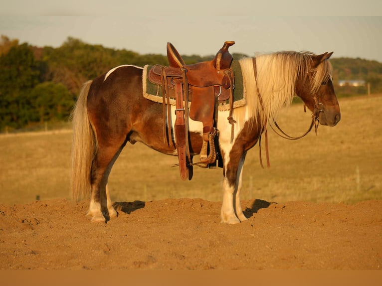 More ponies/small horses Gelding 6 years 9,2 hh Pinto in Fresno